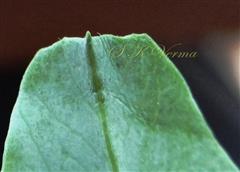  Stipule apex